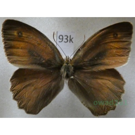 Maniola jurtina (Linnaeus, 1758) male Przestrojnik jurtina Czech93k